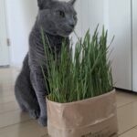 猫草アイキャッチ