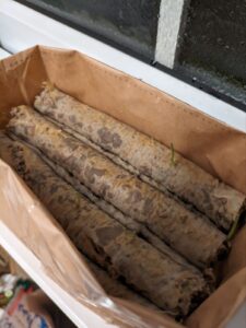 猫草栽培セット3日後