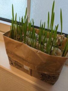 猫草栽培セット5日後