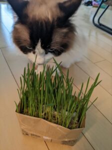猫が猫草を食べている様子
