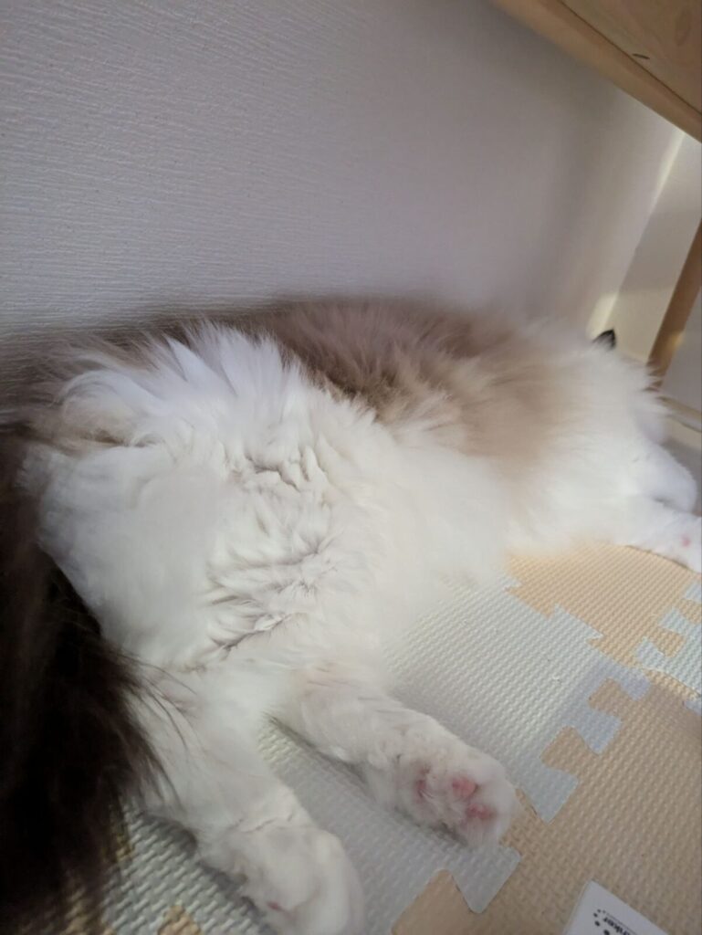 落ち着いてくつろぐ猫