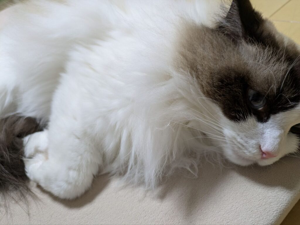 リラックスする愛猫