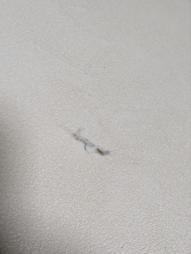 クッション性のあるカーペットにケト〜ル使用する様子